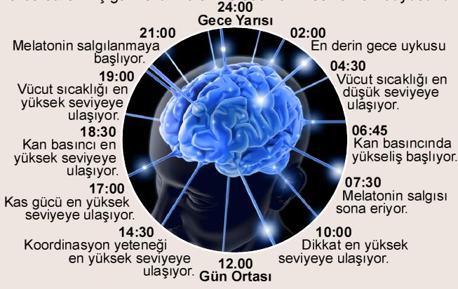 Biyolojik Saat Nasıl Çalışır